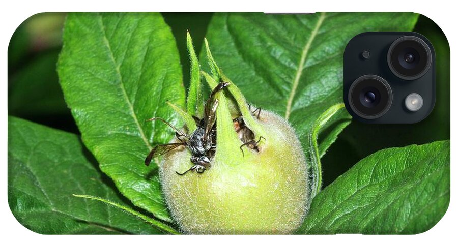 Medlar iPhone Case featuring the photograph Medlar (mespilus Germanica) Developing Fruit by Brian Gadsby/science Photo Library