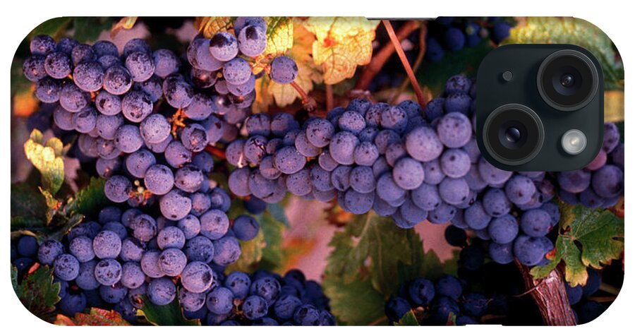 Bunch iPhone Case featuring the photograph Merlot Grapes by Lyle Leduc