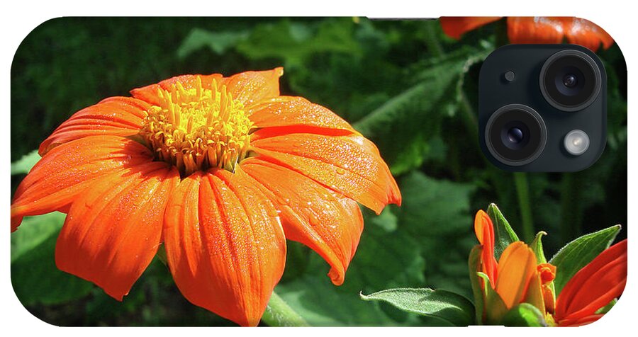 Mexican Sunflower iPhone Case featuring the photograph Mexican Sunflower 26 by Amy E Fraser