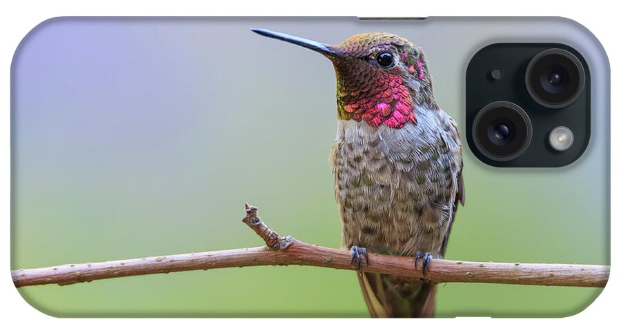 Animal iPhone Case featuring the photograph Midsummer Night's Dream I - Male Anna's Hummingbird by Briand Sanderson