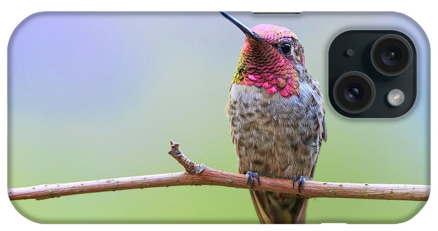 Animal iPhone Case featuring the photograph Midsummer Night's Dream III - Male Anna's Hummingbird by Briand Sanderson