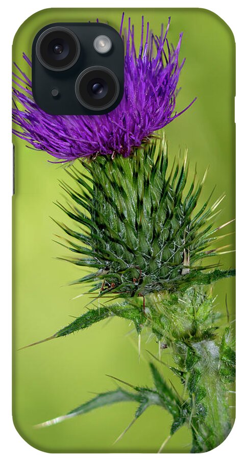 Thistle iPhone Case featuring the photograph Milk thistle by Steev Stamford