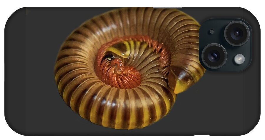 Millipede iPhone Case featuring the photograph Millipede by Larry Linton