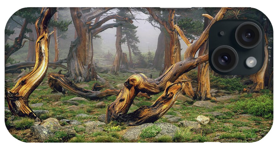 Ancient iPhone Case featuring the photograph Misty Morning Bristlecone Pines by Smo