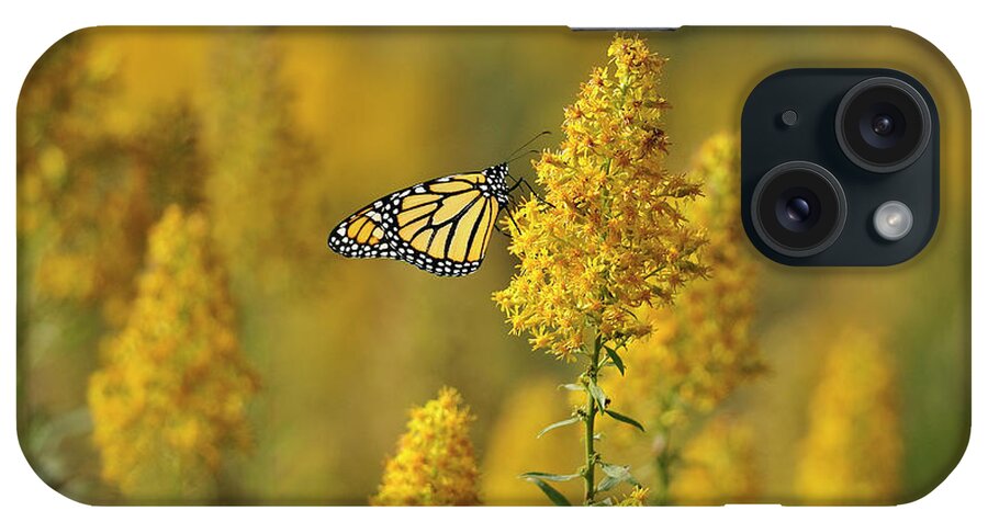 Monarch Butterfly iPhone Case featuring the photograph Monarch 7 by Gordon Semmens