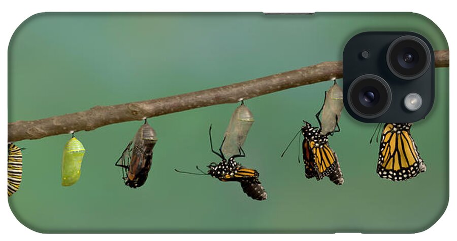 Hanging iPhone Case featuring the photograph Monarch Butterfly Emerging From Its by Stanley45