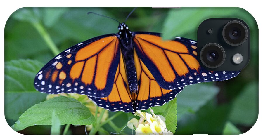 Monarch iPhone Case featuring the photograph Monarch Butterfly by Patricia Schaefer