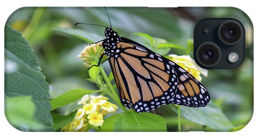 Monarch iPhone Case featuring the photograph Monarch Moment by Patricia Schaefer