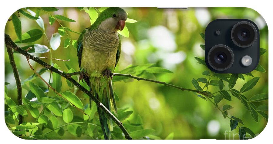 Beak iPhone Case featuring the photograph Monk Parakeet Perched on a Tree Branch by Pablo Avanzini
