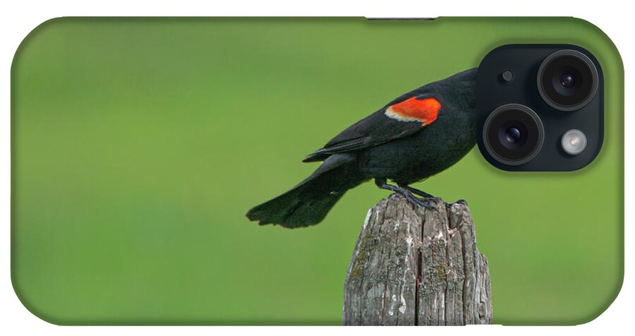 Red-winged Blackbird iPhone Case featuring the photograph Montana Meadow Dweller by Douglas Wielfaert
