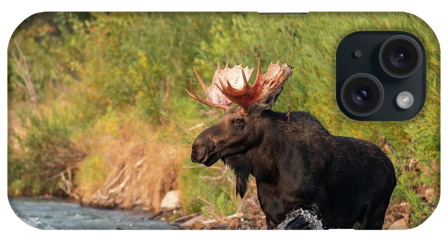 River iPhone Case featuring the photograph Moose crossing by Mary Hone