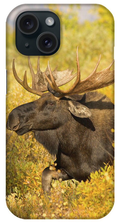 One Animal iPhone Case featuring the photograph Moose In Autumn Foliage by Kencanning