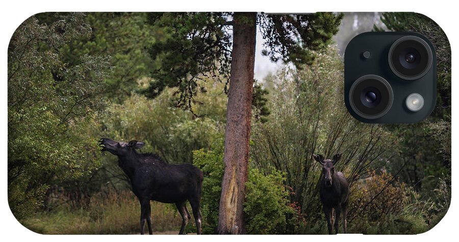 Moose Eating iPhone Case featuring the photograph Moose in my back yard by Julieta Belmont