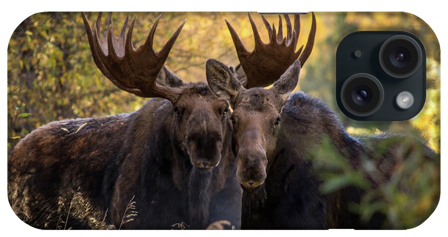 Wild Life iPhone Case featuring the photograph Moose love by Mary Hone