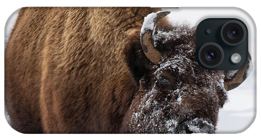 American Bison iPhone Case featuring the photograph Morning Frost by Art Cole