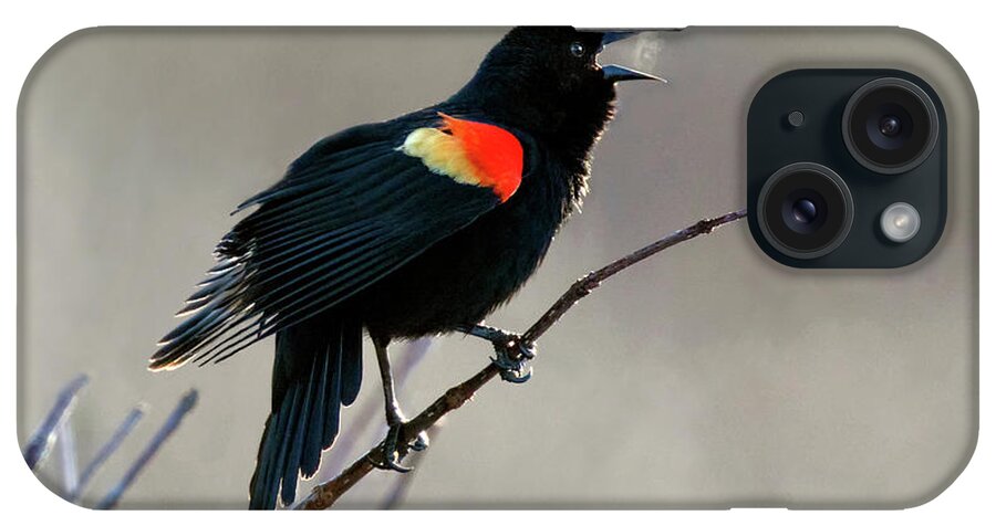 Blackbird iPhone Case featuring the photograph Morning Heat by Art Cole