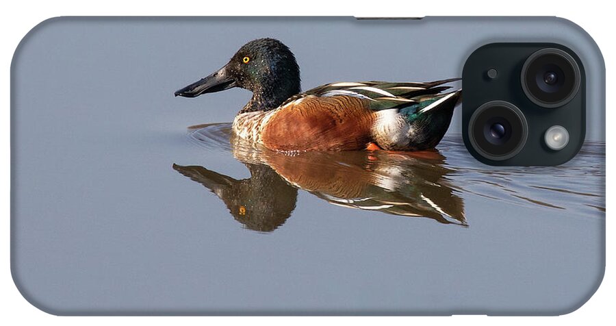 Duck iPhone Case featuring the photograph Morning Swim by Art Cole