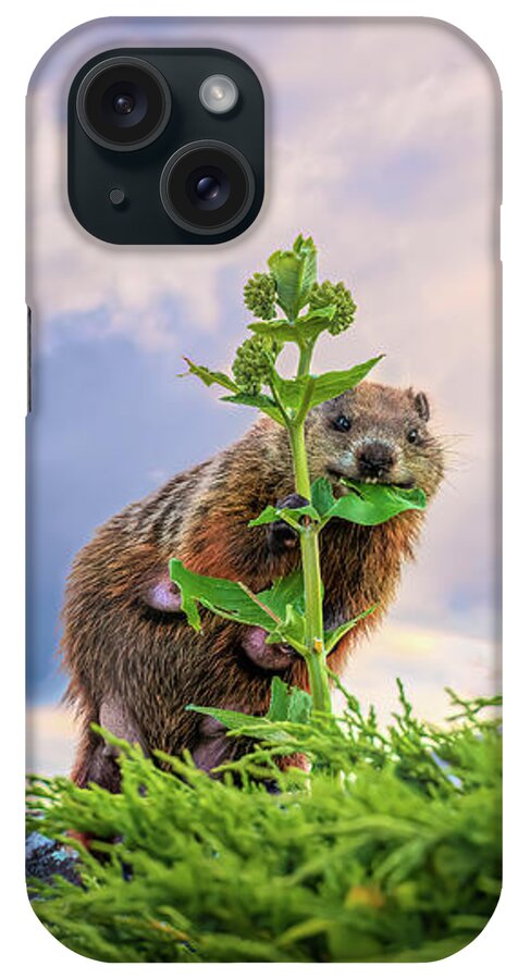 Animals iPhone Case featuring the photograph Mother Groundhog Fine Dining by Bob Orsillo
