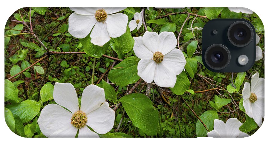 Jeff Foott iPhone Case featuring the photograph Mountain Dogwood Flowers by Jeff Foott