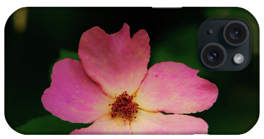 Johnson County iPhone Case featuring the photograph Multi Floral Rose Flower by Jeff Phillippi