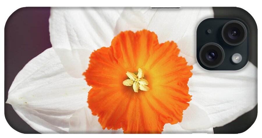 Scenics iPhone Case featuring the photograph Narcissus Flower by Peter Chadwick Lrps