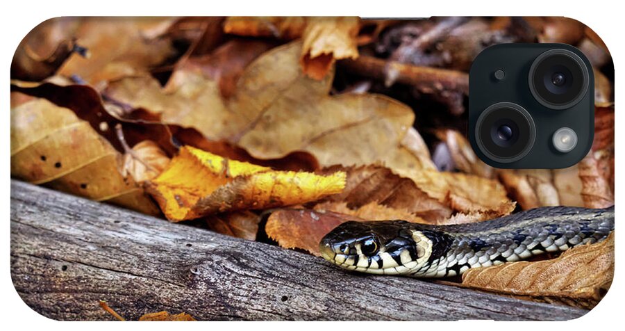 Snake iPhone Case featuring the photograph Natrix natrix by Ivan Slosar