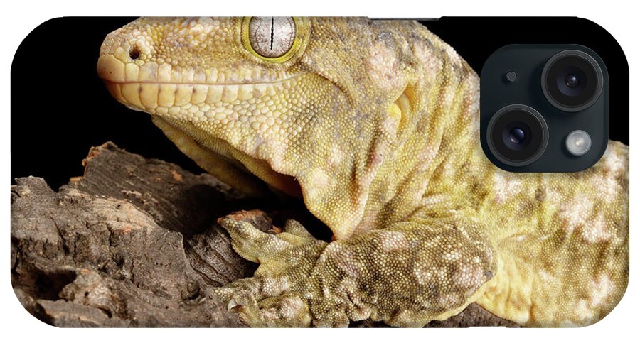 Animal iPhone Case featuring the photograph New Caledonia Giant Gecko by David Kenny