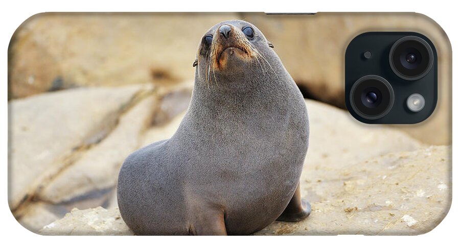 Alertness iPhone Case featuring the photograph New Zealand Fur Seal, Arctocephalus by Raimund Linke