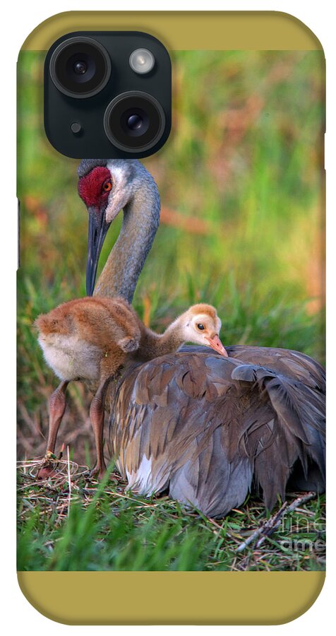 Sand Hill Crane iPhone Case featuring the photograph Night Night Time by Jane Axman