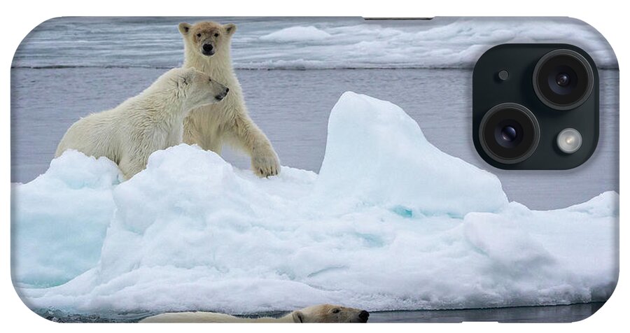 North Pole iPhone Case featuring the photograph North Pole Polar Bear 4 by Steven Upton