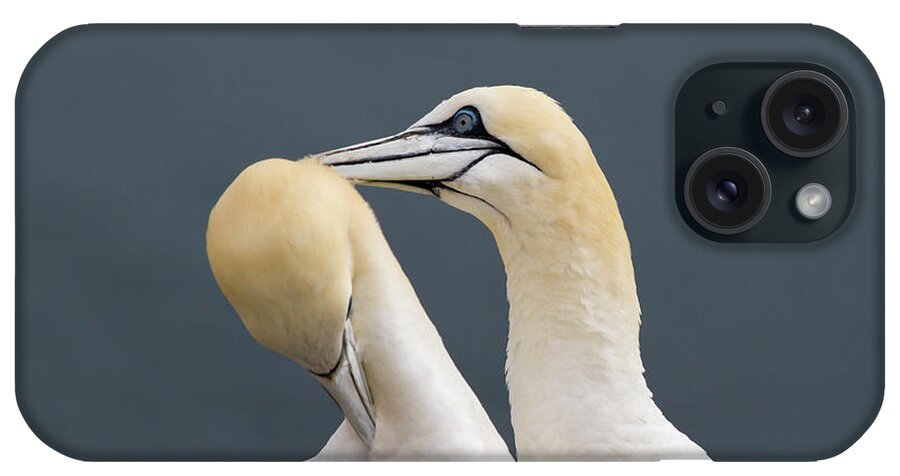 Bass Rock iPhone Case featuring the photograph Northern Gannet Morus Bassanus Pair by Mark Smith