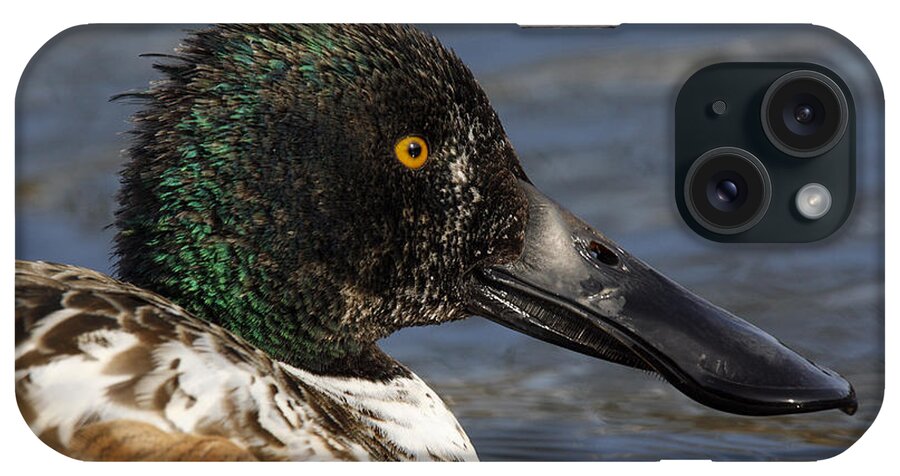 America iPhone Case featuring the photograph Northern Shoveler by James Zipp