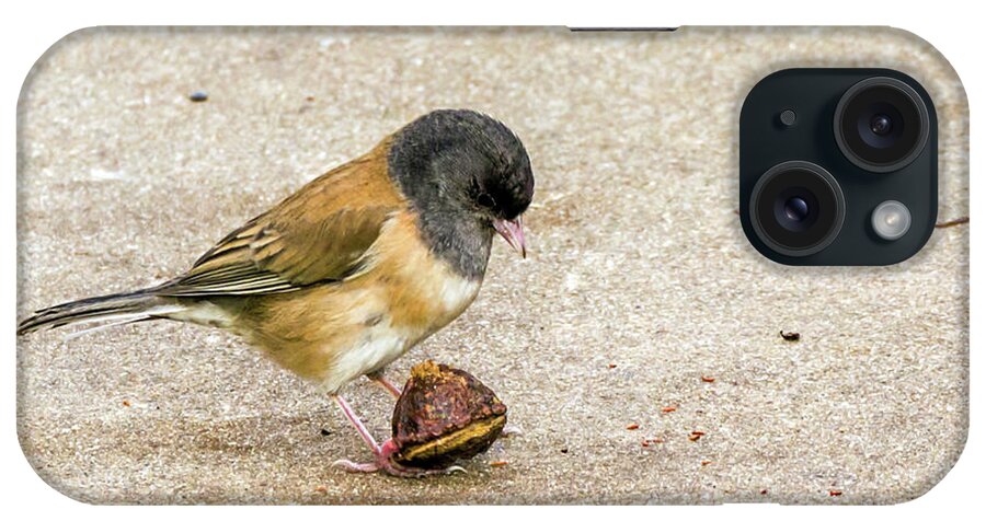 Dark-eyed Junco iPhone Case featuring the photograph Now What? by Kate Brown