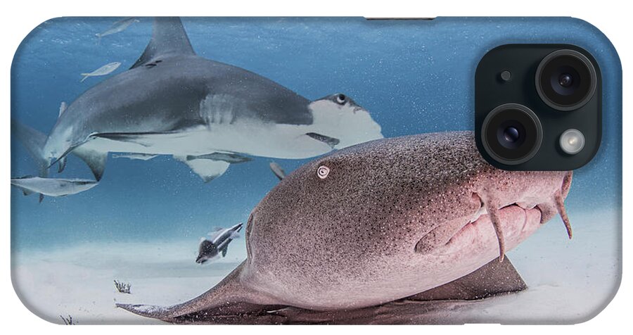 Animal iPhone Case featuring the digital art Nurse Shark With Great Hammerhead Shark Behind It by Ken Kiefer 2