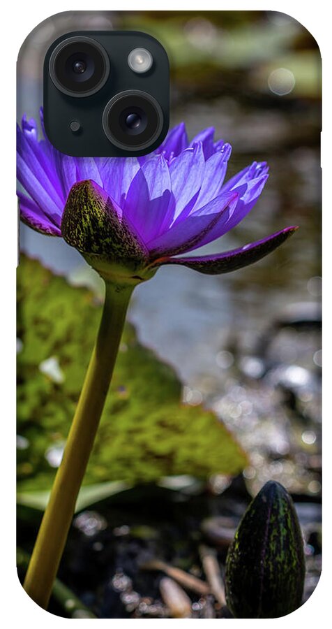 Water iPhone Case featuring the photograph Nymphaea nouchali by Susie Weaver