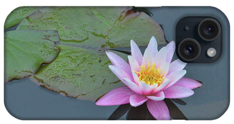 I iPhone Case featuring the photograph Nymphaeaceae by Jamart Photography