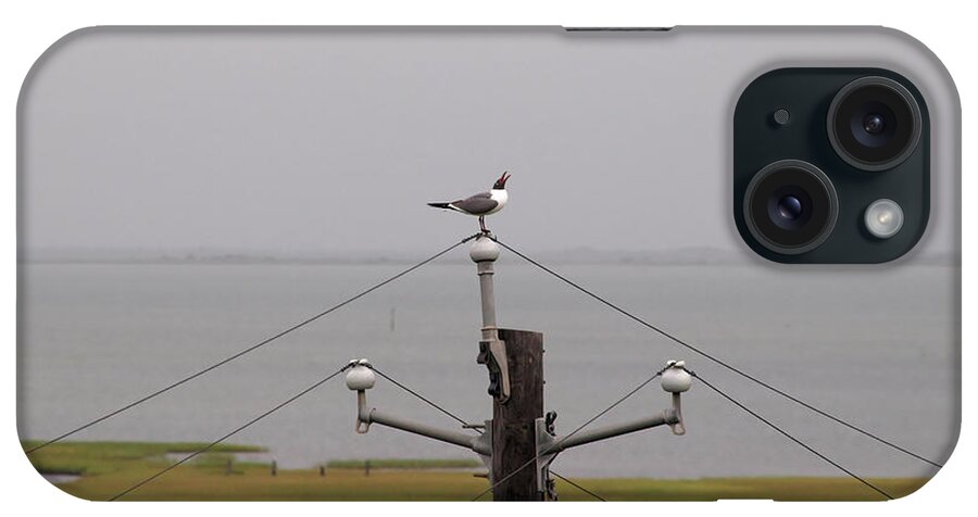 Seagull iPhone Case featuring the photograph OH This Tingles by James Granberry