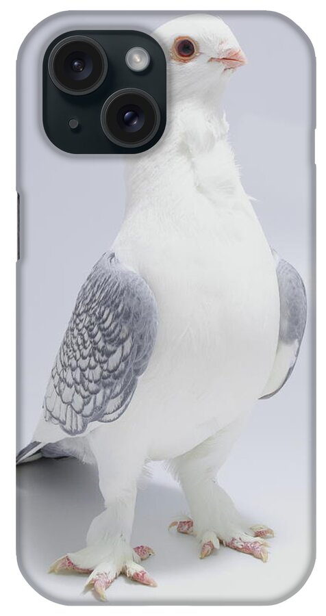 Old Fashioned Oriental Frill iPhone Case featuring the photograph Old Fashioned Oriental Frill Pigeon by Nathan Abbott