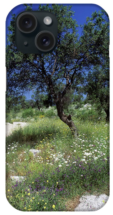 European iPhone Case featuring the photograph Olive Tree (olea Europaea) by Martyn F. Chillmaid/science Photo Library