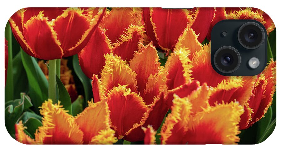 Flowers iPhone Case featuring the photograph Orange Fringe Tulips by Louis Dallara