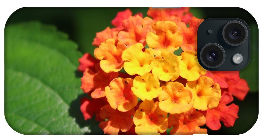 Flower iPhone Case featuring the photograph Orange Lantana by Christopher Lotito
