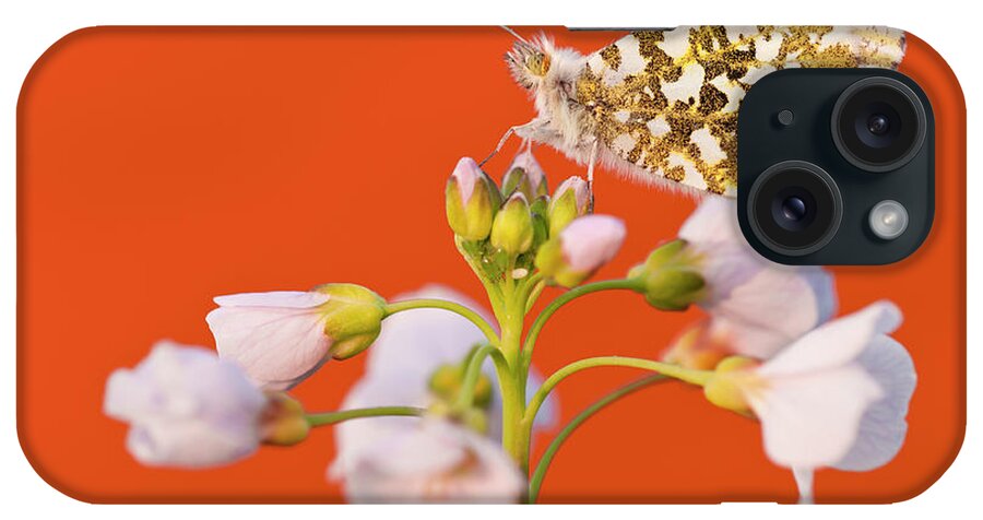 Colourorange iPhone Case featuring the photograph Orange Tip Butterfly Resting On Cuckooflower, Uk by Ross Hoddinott / 2020vision /naturepl.com