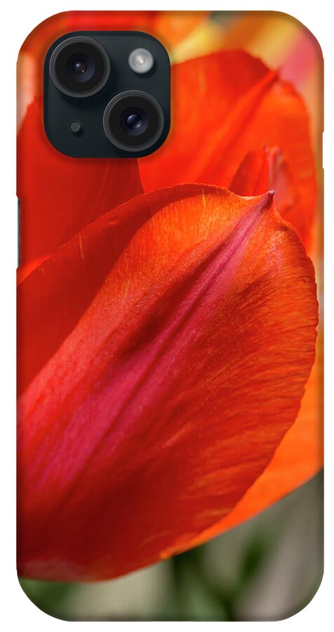 Tulip iPhone Case featuring the photograph Orange Tulips by Dawn Cavalieri