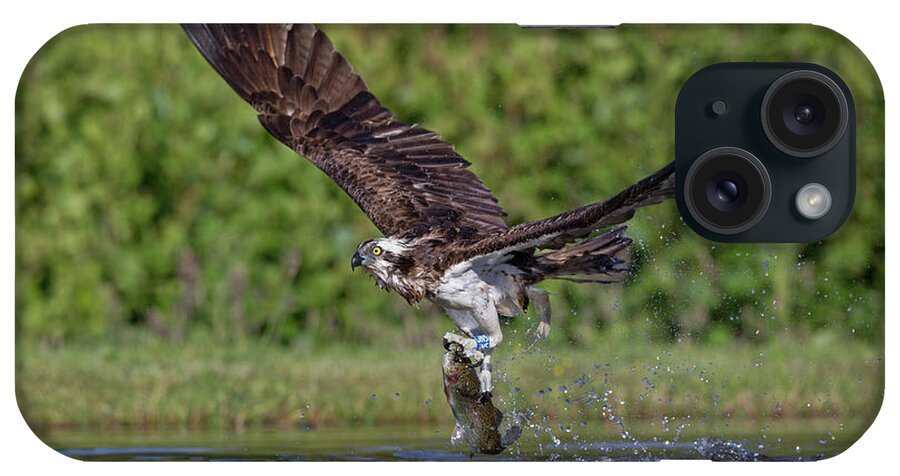 Osprey iPhone Case featuring the photograph Osprey Carrying Fish Away by Pete Walkden