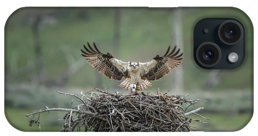 Osprey Lands On Nest With Chick iPhone Case featuring the photograph Osprey Lands On Nest With Chick by Galloimages Online