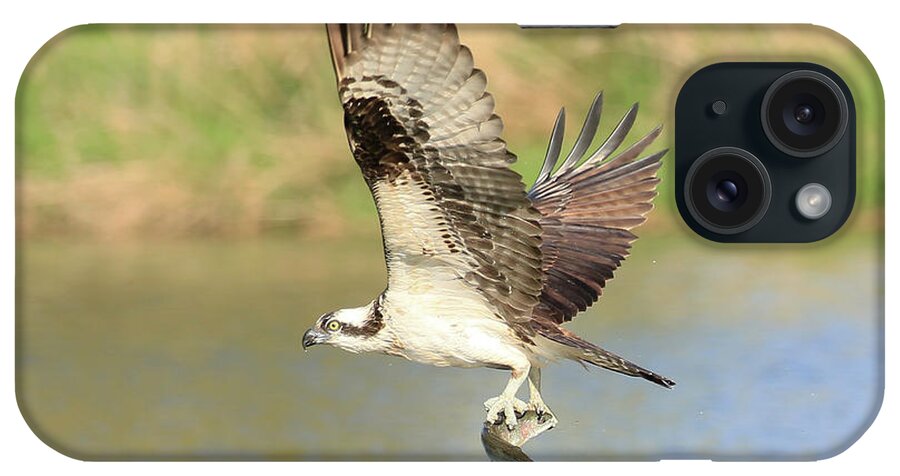 Osprey iPhone Case featuring the photograph Osprey with Trout by Steve McKinzie