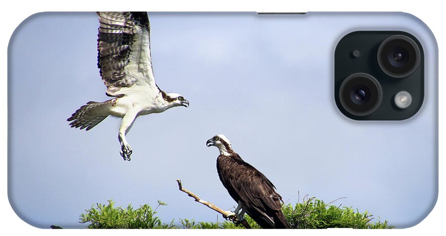 Osprey iPhone Case featuring the photograph Ospreys at Blue Cypress Lake by Michele A Loftus