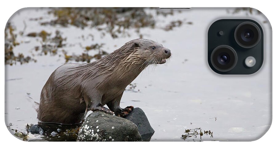 Otter iPhone Case featuring the photograph Otter On Rocks by Pete Walkden