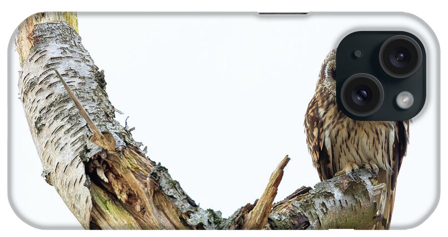 Eide Road iPhone Case featuring the photograph Owl on Tree Stump by Briand Sanderson