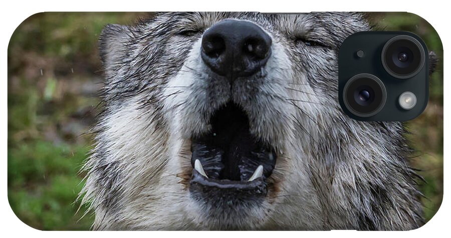 Howling Wolf Wolves Wolf iPhone Case featuring the photograph Owwwwwwwwwww by Laura Hedien